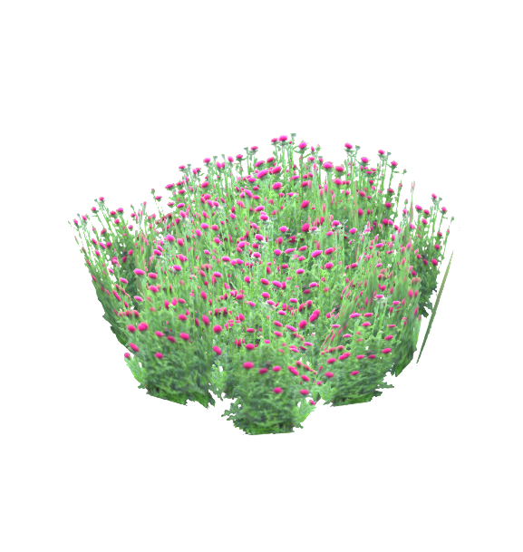 查看3D模型'花草-蓟'详情